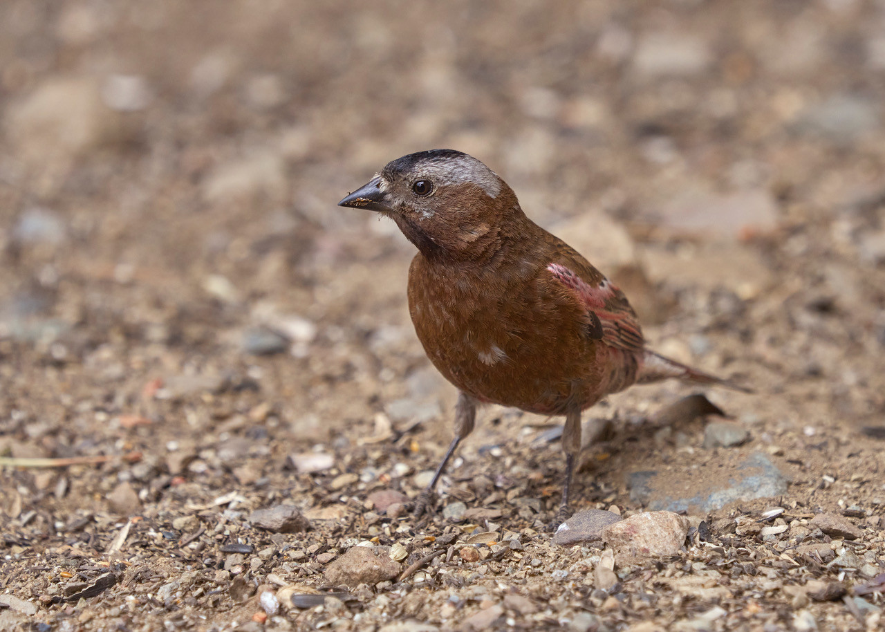 image Gray-crowned Rosy-Finch